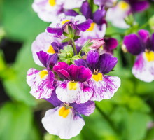 Kwiaty nemezji rozłożystej (nemesia fruticans) charakteryzują się wyjątkową, niesymetryczną budową. Przy obfitym kwitnieniu, staną się godną podziwu ozdobą. (zdj.: Adobe Stock)