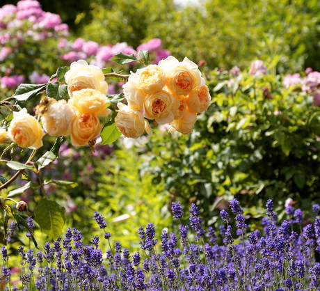 Lawenda doskonale nadaje się do obsadzenia otoczenia róż, pomimo wymagania odmiennych warunków. (zdj.: Adobe Stock)