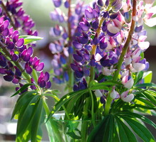 Łubiny swoją popularność jako rośliny cięte zawdzięczają wyjątkowej urodzie i niezwykłemu ubarwieniu. (zdj.: iStock)