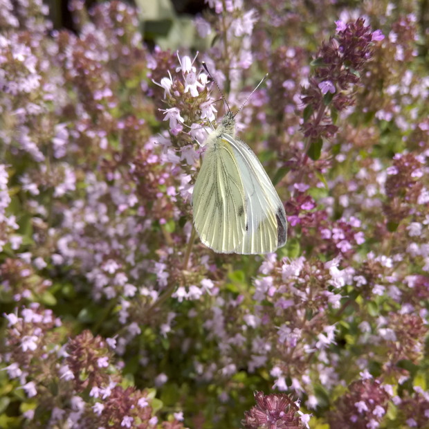 Macierzanka piaskowa - Thymus serpyllum
