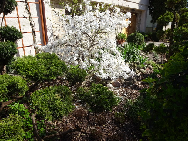 Magnolia gwiaździsta.