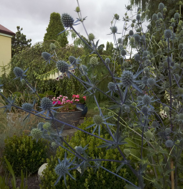 Mikołajek płaskolistny