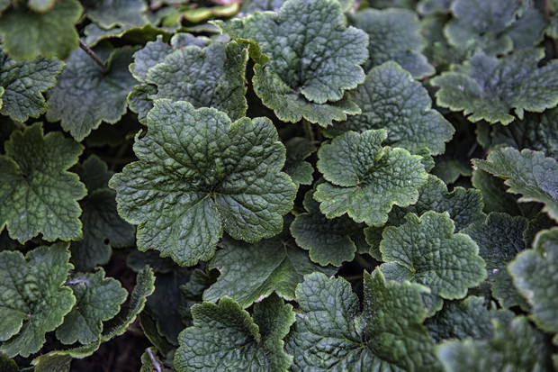 Mnogie ozdobne liście telimy (tellima grandiflora) ozdobią nasadę pnia drzewa, nawet bez pieczołowitej pielęgnacji. (zdj.: Adobe Stock)