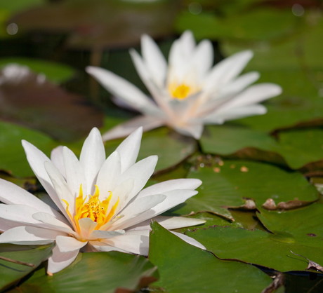 Mnogość odmian grzybieni sprawia, że możemy dobrać odpowiednią roślinę do głębokości zbiornika, w którym ma rosnąć. (zdj.: Adobe Stock)