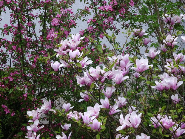 Moja magnolia w towarzystwie jabłoni ozdobnej na działce sąsiadów.