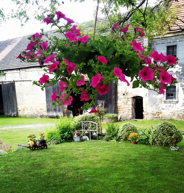 Moje ulubione kwiaty