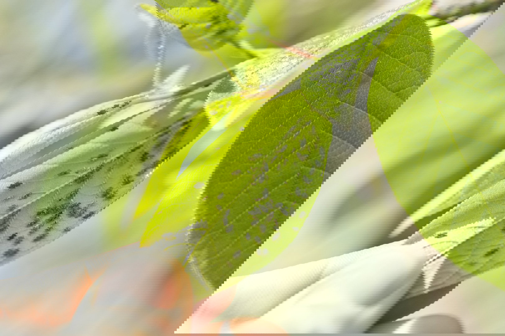 Mszyce, często spotykane szkodniki nie znoszą zapachu lawendy lub aksamitek, radzimy przez to spróbować ich odstraszenia naturalnymi metodami. Niech środki chemiczne będą ostatnią, a nie pierwszą alternatywą. (zdj.: Adobe Stock)