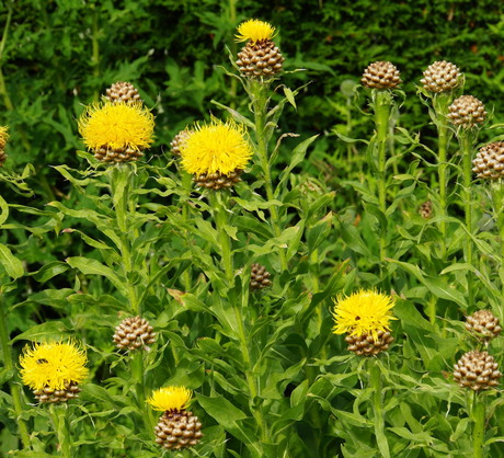 Mylącą cechą chabrów wielkogłówkowych jest żółta, a nie chabrowa, barwa kwiatów. (zdj.: Adobe Stock)