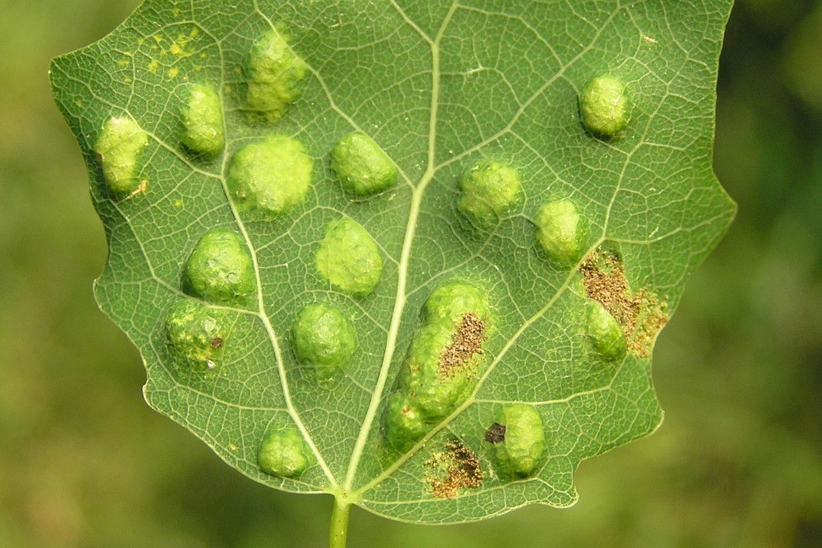 Na szczęście efekty żerowania szpecieli są łatwe do rozpoznania. Walkę podjąć należy jak najszybciej - szkodniki w znaczący sposób osłabiają roślinę, często zarażając ją również wirusami. (zdj.: Creative Commons)