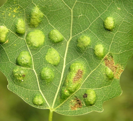 Na szczęście efekty żerowania szpecieli są łatwe do rozpoznania. Walkę podjąć należy jak najszybciej - szkodniki w znaczący sposób osłabiają roślinę, często zarażając ją również wirusami. (zdj.: Creative Commons)