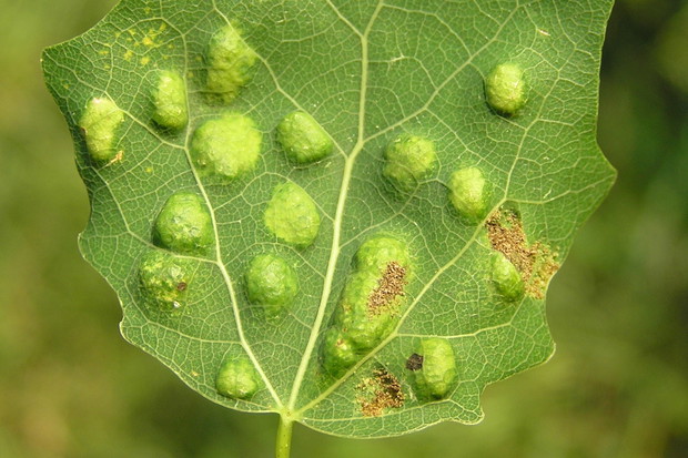 Na szczęście efekty żerowania szpecieli są łatwe do rozpoznania. Walkę podjąć należy jak najszybciej - szkodniki w znaczący sposób osłabiają roślinę, często zarażając ją również wirusami. (zdj.: Creative Commons)