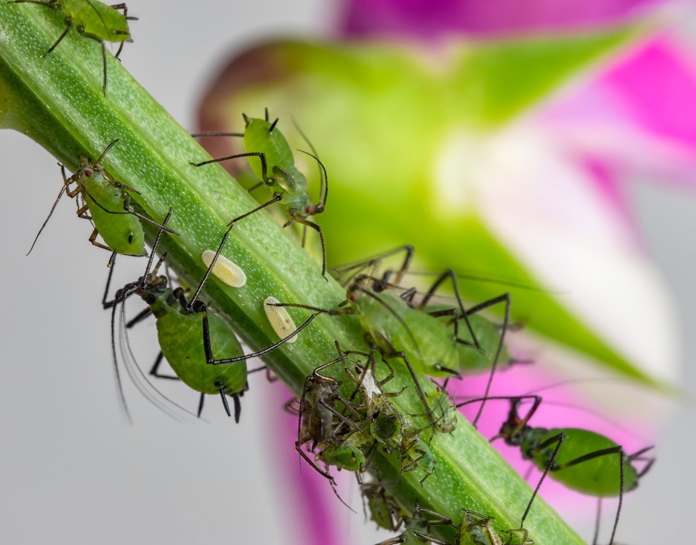 Na szczęście istnieją domowe metody na zwalczanie mszyc. Zapraszamy do załączonego w artykule filmu, tam przepis na zwalczający mszyce wywar z cebuli lub czosnku.  (zdj.: Adobe Stock)