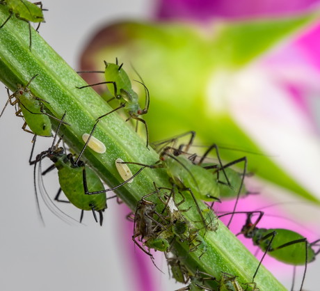 Na szczęście istnieją domowe metody na zwalczanie mszyc. Zapraszamy do załączonego w artykule filmu, tam przepis na zwalczający mszyce wywar z cebuli lub czosnku. (zdj.: Adobe Stock)