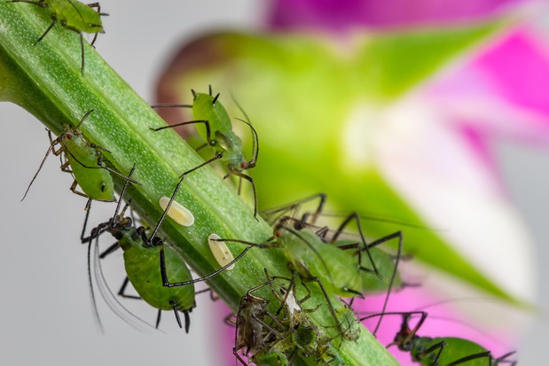 Na szczęście istnieją domowe metody na zwalczanie mszyc. Zapraszamy do załączonego w artykule filmu, tam przepis na zwalczający mszyce wywar z cebuli lub czosnku. (zdj.: Adobe Stock)