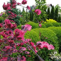 Najpiękniejszy ze wszystkich buków to z pewnością "tricolor"