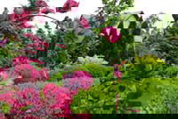 Najpiękniejszy ze wszystkich buków to z pewnością "tricolor"