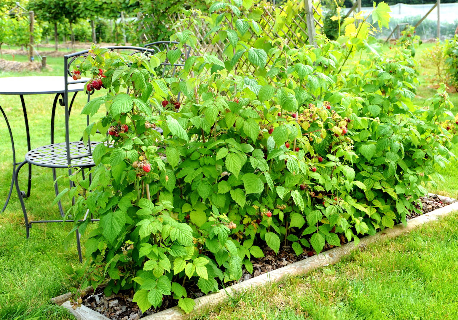 Nawet uprawiając kilka krzewów w szpalerze przy domu należy zadbać o stelaż, na którym będą mogły piąć się pędy. (zdj.: Adobe Stock)