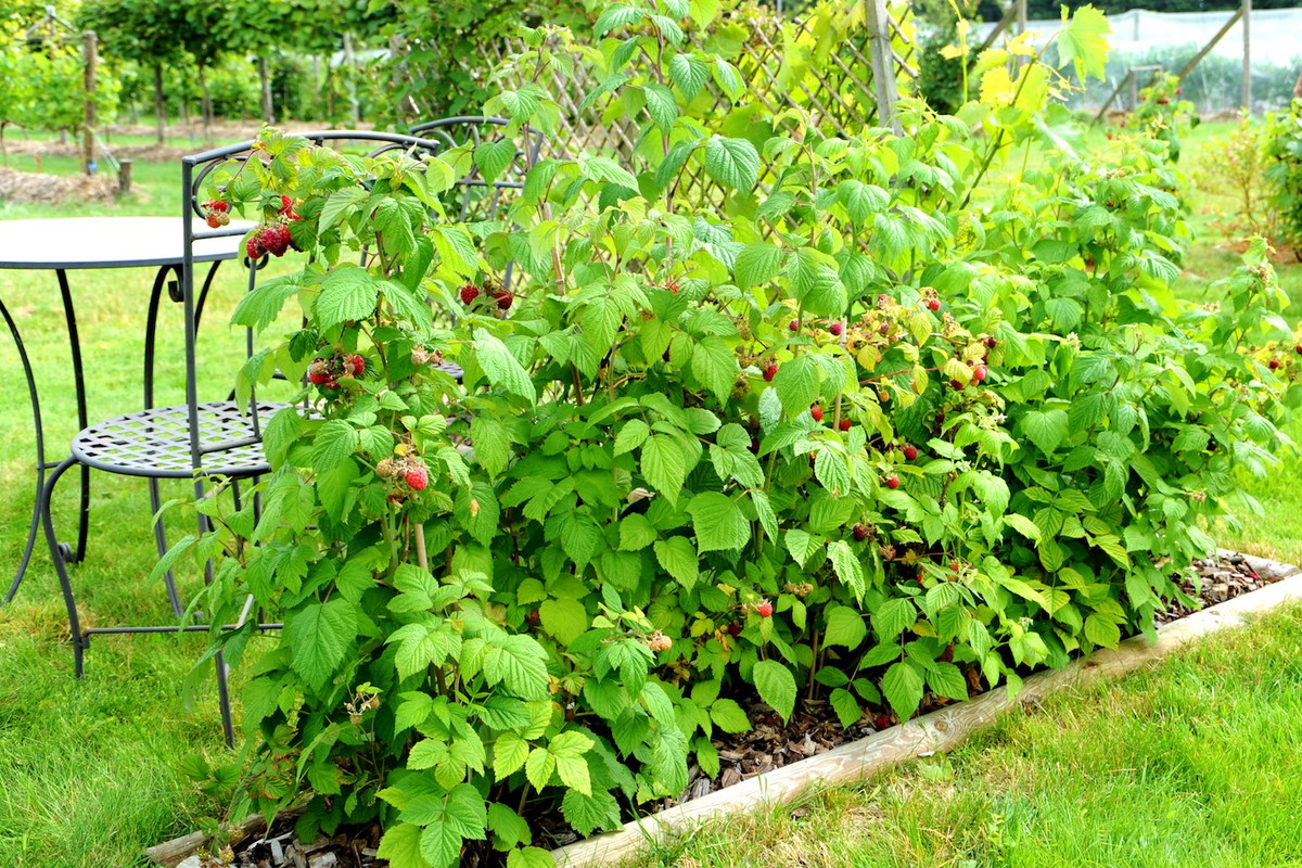 Nawet uprawiając kilka krzewów w szpalerze przy domu należy zadbać o stelaż, na którym będą mogły piąć się pędy. (zdj.: Adobe Stock)