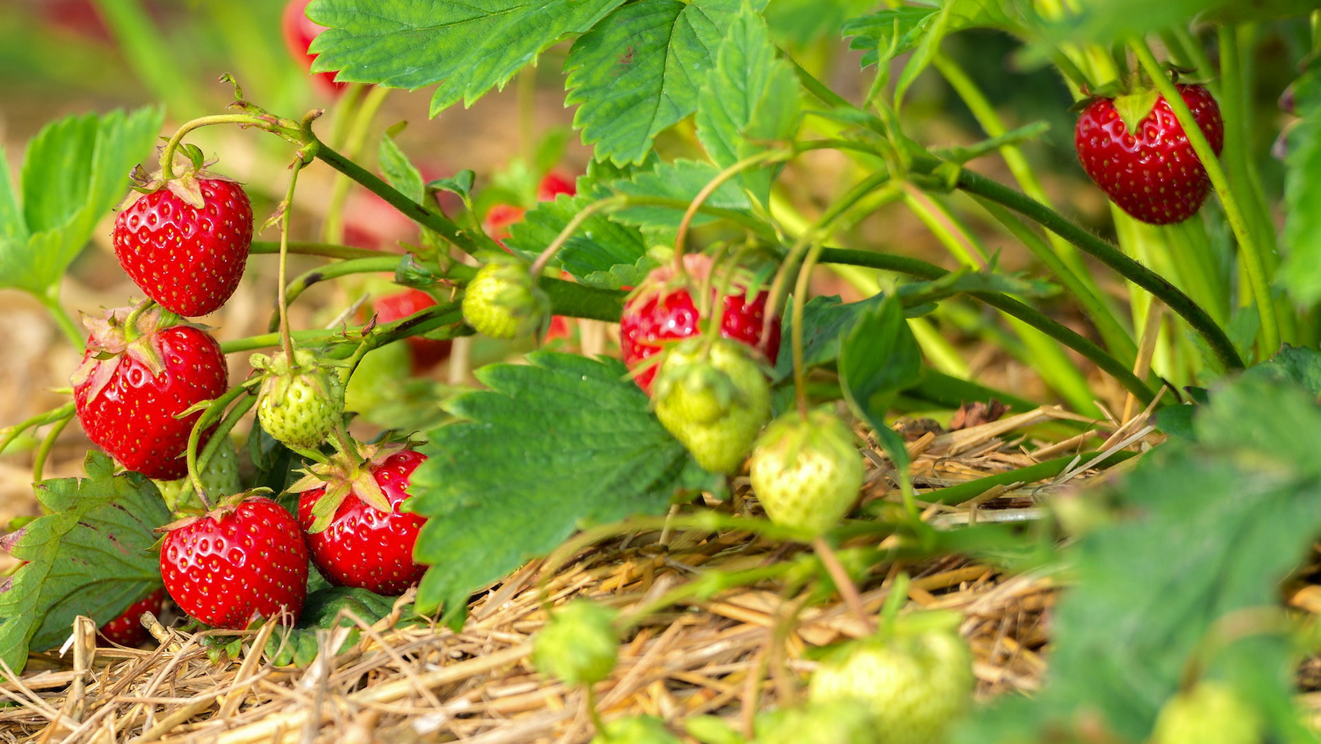 Nie należy lekceważyć problemów wynikających z niewłaściwej hodowli sadzonek. Te kupujemy wyłącznie w sprawdzonych i kwalifikowanych szkółkach, których krzewy mają niewielkie szanse na zarażenie chorobami.  (zdj.: Adobe Stock)