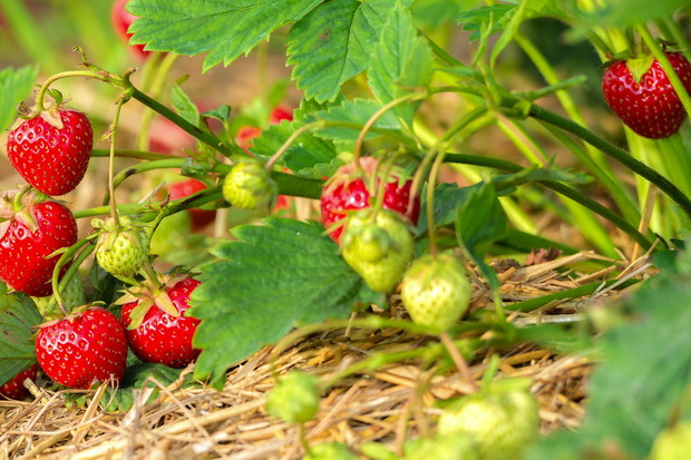 Nie należy lekceważyć problemów wynikających z niewłaściwej hodowli sadzonek. Te kupujemy wyłącznie w sprawdzonych i kwalifikowanych szkółkach, których krzewy mają niewielkie szanse na zarażenie chorobami. (zdj.: Adobe Stock)