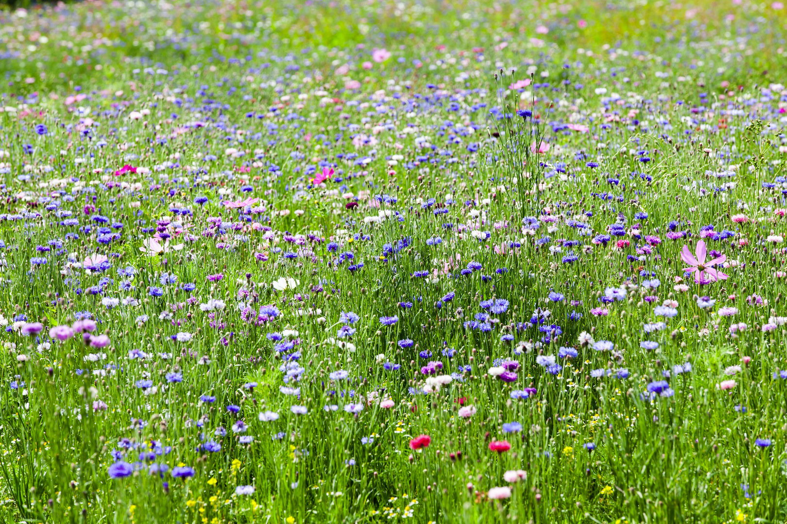 Nieodłącznym elementem każdej łąki są chwasty uprawne - złocień, rumian polny czy chaber.  (zdj.: Adobe Stock)