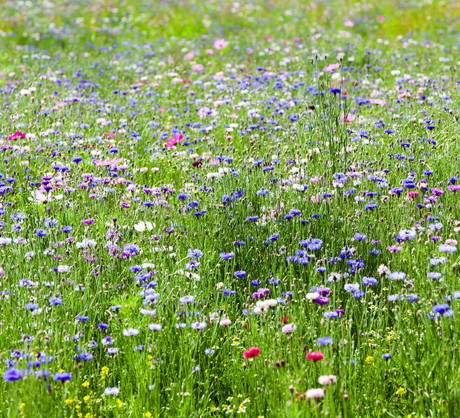 Nieodłącznym elementem każdej łąki są chwasty uprawne - złocień, rumian polny czy chaber. (zdj.: Adobe Stock)