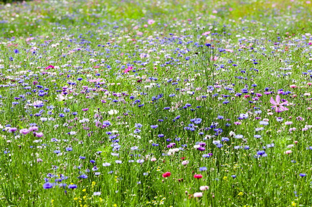 Nieodłącznym elementem każdej łąki są chwasty uprawne - złocień, rumian polny czy chaber. (zdj.: Adobe Stock)