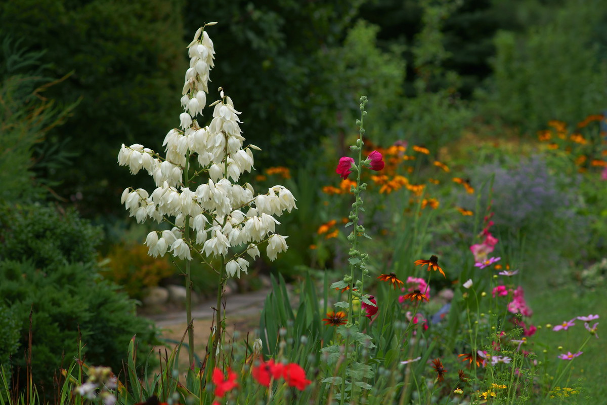 Nieodpowiednie zabezpieczenie zimującej juki, wraz z długo utrzymującymi się niskimi temperaturami, może sprawić, że roślina nie będzie w stanie w pełni zakwitnąć w następnym sezonie. (zdj.: Adobe Stock)