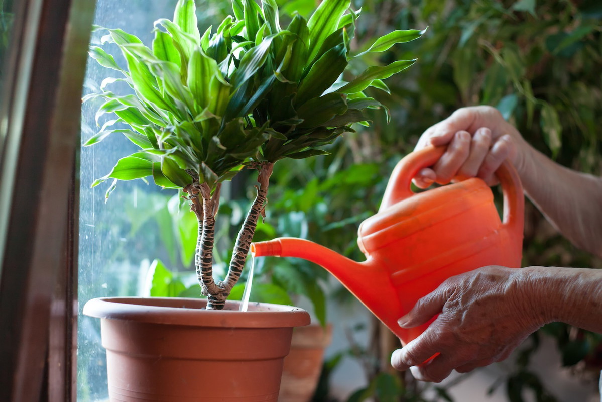 Obfite polewanie należy wykonać na samym początku procesu, nawet jeśli planujemy przesadzić roślinę. Dzięki temu łatwiej wyciągniemy bryłę korzeniową ze starej doniczki. (zdj.: Adobe Stock.com)