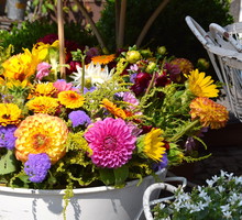 Ogrodowa elegancja nie oznacza zamknięcia się na kwiaty o wyłącznie dwóch, idealnie ze sobą kontrastujących kolorach. Połączenie przeróżnych form i kolorów również może stworzyć wyjątkowe nasadzenie. (zdj.: Adobe Stock)