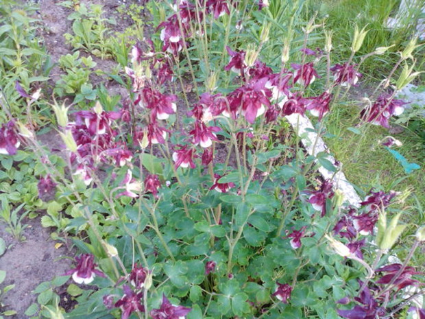 Orliki u mnie wysiewają się same