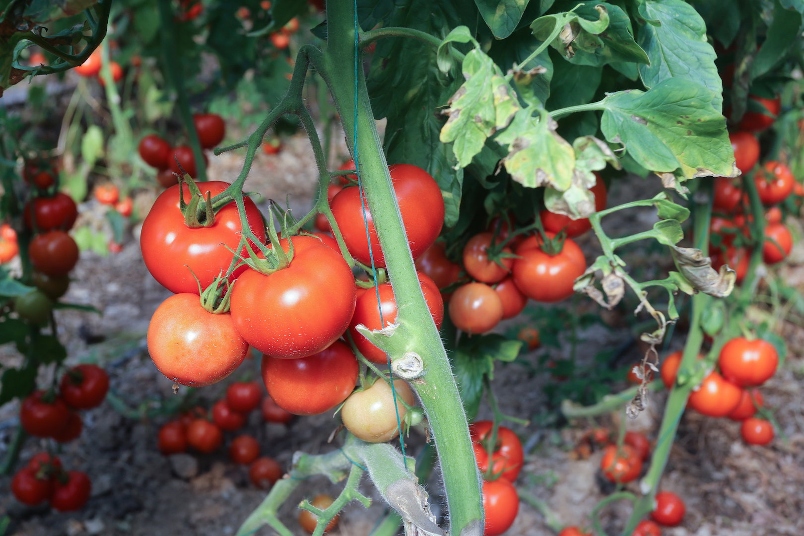 Palikowanie lub podwiązywanie do podpór pomidorów jest najprostszym sposobem na uniknięcie załamywania się pędów pod ciężarem dorastających owoców. (zdj.: Adobe Stock)