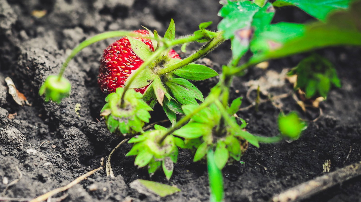 Pamiętajmy o dokładnym zdiagnozowaniu, zebraniu i niszczeniu (np. w ognisku) porażonych chorobą krzaków - zmniejszymy tym samym szanse na wystąpienie podobnych zagrożeń w przyszłym sezonie. (zdj.: Adobe Stock)