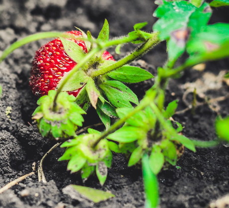 Pamiętajmy o dokładnym zdiagnozowaniu, zebraniu i niszczeniu (np. w ognisku) porażonych chorobą krzaków - zmniejszymy tym samym szanse na wystąpienie podobnych zagrożeń w przyszłym sezonie. (zdj.: Adobe Stock)