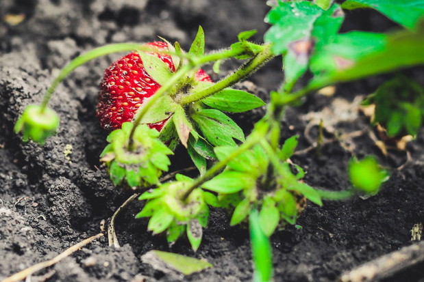 Pamiętajmy o dokładnym zdiagnozowaniu, zebraniu i niszczeniu (np. w ognisku) porażonych chorobą krzaków - zmniejszymy tym samym szanse na wystąpienie podobnych zagrożeń w przyszłym sezonie. (zdj.: Adobe Stock)