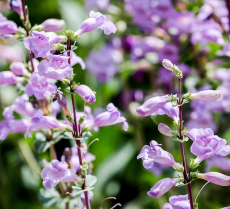 Penstemony (penstemon mexicali) to rośliny na stanowiska słoneczne lub półcieniste, wymagające żyznej i przepuszczalnej gleby. (zdj.: Adobe Stock)