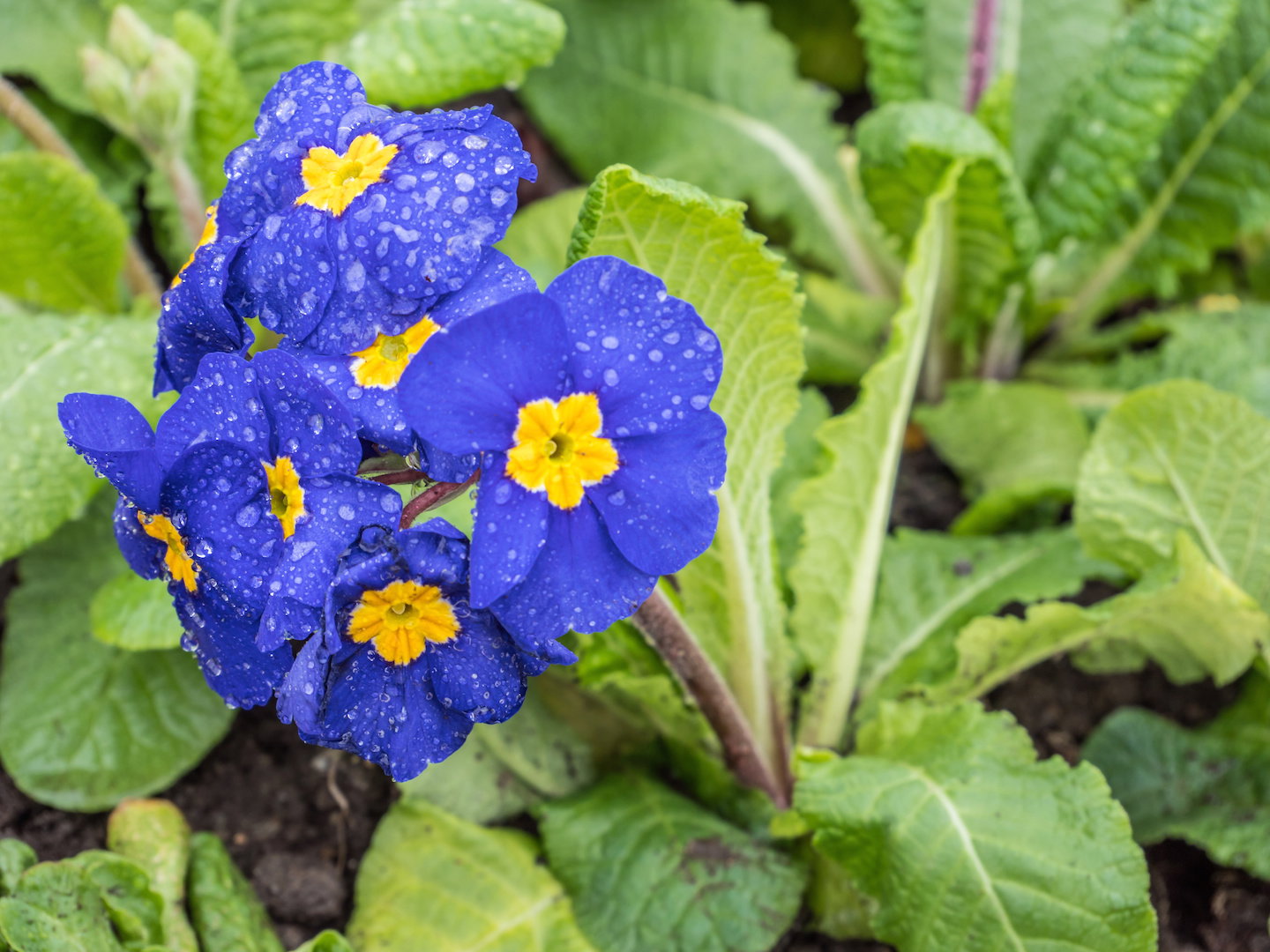 Pięknie kontrastowe kwiaty pierwiosnka bezłodygowego (primula vulgaris) (zdj.: Adobe Stock)