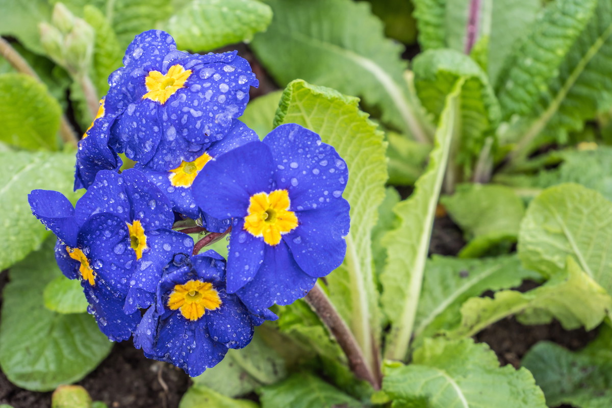 Pięknie kontrastowe kwiaty pierwiosnka bezłodygowego (primula vulgaris) (zdj.: Adobe Stock)