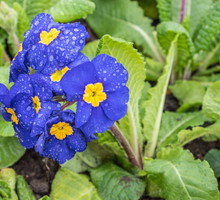 Pięknie kontrastowe kwiaty pierwiosnka bezłodygowego (primula vulgaris) (zdj.: Adobe Stock)