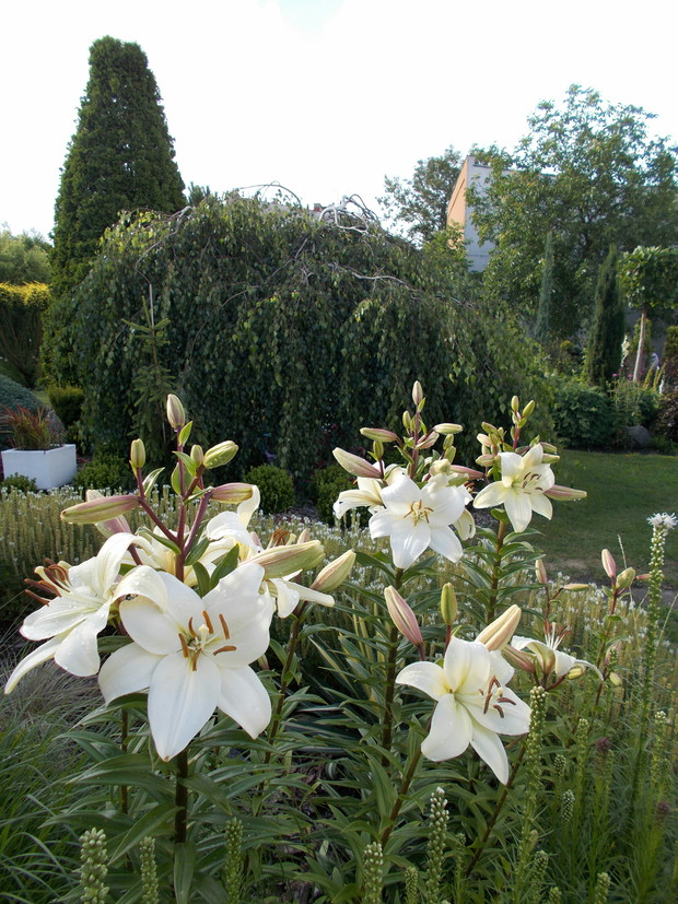 Pierwsze lilie zakwitły 