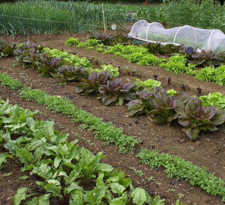 Planując rozmieszczenie warzyw na grządkach, unikajmy sadzenia obok siebie ogórków. Uprawiać za to możemy obok siebie wszystkie wiosenne warzywa - m.in. sałatę oraz rzodkiewkę. (zdj.: Adobe Stock)