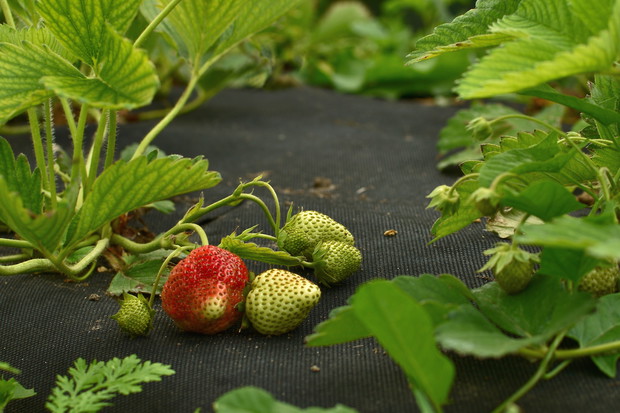 Poboczną zaletą wyściółkowania truskawkowych zagonów agrowłókniną jest czystość owoców. (zdj.: Adobe Stock)