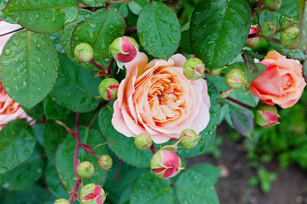 Podczas kwitnienia zalecamy przeglądanie wierzchniej strony liści w poszukiwaniu mszyc. (zdj.: Adobe Stock)