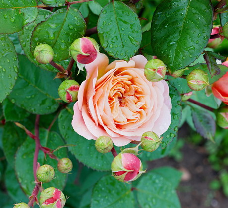 Podczas kwitnienia zalecamy przeglądanie wierzchniej strony liści w poszukiwaniu mszyc. (zdj.: Adobe Stock)