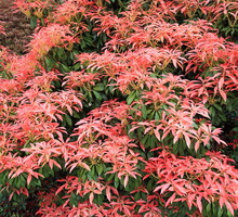 Pomimo rozłożystości, pierisy świetnie komponują się z popularnymi roślinami rabatowymi, służąc za tło dla roślin zimozielonych. (zdj.: Adobe Stock)