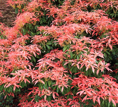 Pomimo rozłożystości, pierisy świetnie komponują się z popularnymi roślinami rabatowymi, służąc za tło dla roślin zimozielonych. (zdj.: Adobe Stock)