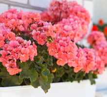 Popularności pelargonie nie zawdzięczają jednak tylko urodzie i zapachowi. Kwiaty te należą do roślin o wysokiej odporności na mocne nasłonecznienie, przez co nie będzie im przeszkadzać ostre wiosenne słonce. (zdj.: Adobe Stock)