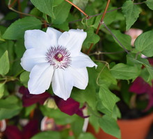 Powojnikom bardzo służy uprawa doniczkowa, pod warunkiem, że będziemy pamiętać o ciągłym podlewaniu. Roślina bowiem bardzo źle znosi przesuszenie. (zdj.: Adobe Stock)