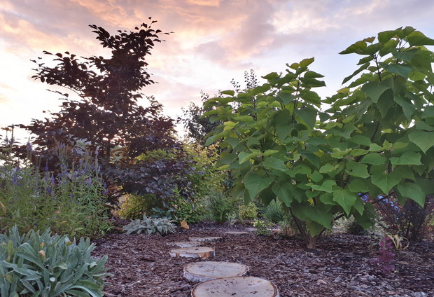 Późną porą, przy ścieżce-tajne przejście pomiedzy katalpą a bukiem.