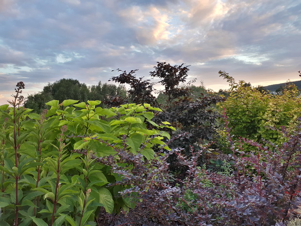 Późną porą w towarzystwie katalpy, berberysa, buka i sadzca.